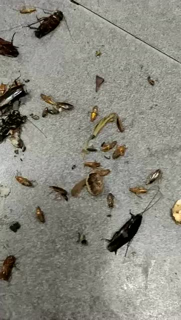 除虫现场视频展示