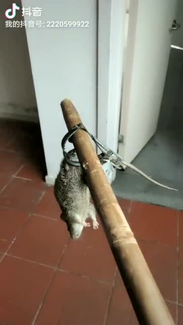 除虫现场视频展示