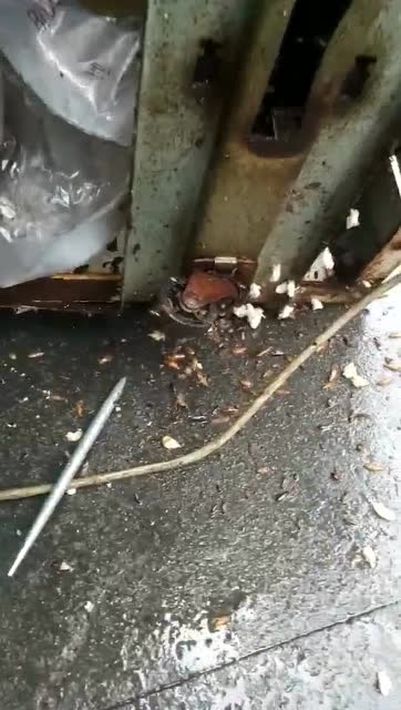 除虫现场视频展示